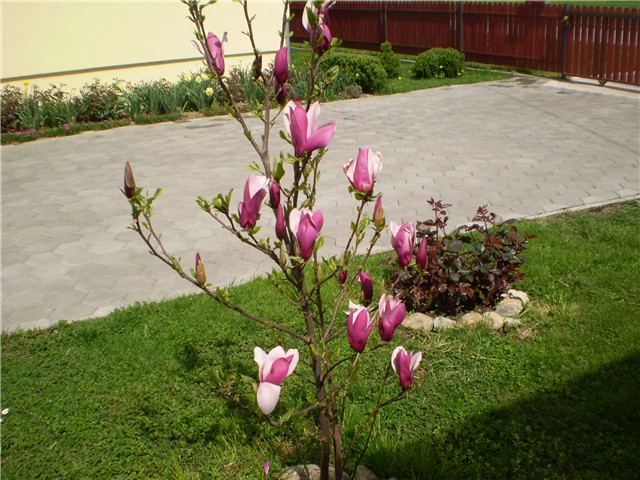 magnolija